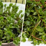 Nana’s Secret to a Perfect Lawn: A Simple Solution for Brown Patches