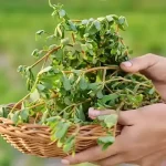 Eliminate Nail Fungus Naturally: The Most Effective Remedy