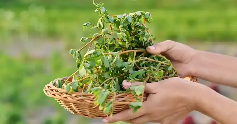 Eat Purslane