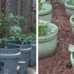 How to Grow Blackberries in Containers