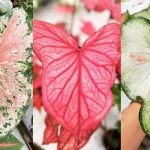 10 Best Indoor Plants To Grow In Water