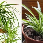 8 Foods You Can Grow in Buckets All Year