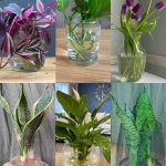 Discover The Joy Of Growing Caladiums With Expert Tips and Tricks