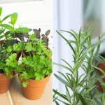 How to Grow Blackberries in Containers