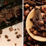 Eliminate Nail Fungus Naturally: The Most Effective Remedy