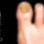 Why You Should Stick a Bay Leaf in a Lemon: The Effect Is Amazing!
