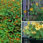 9 Crops You Can Grow in Buckets All Year Round: Ultimate Guide to Container Gardening Success
