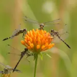 14 Perennial Warriors: Building an Anti-Weed Army in Your Garden